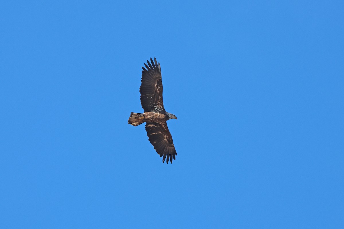 Bald Eagle - Corey Finger