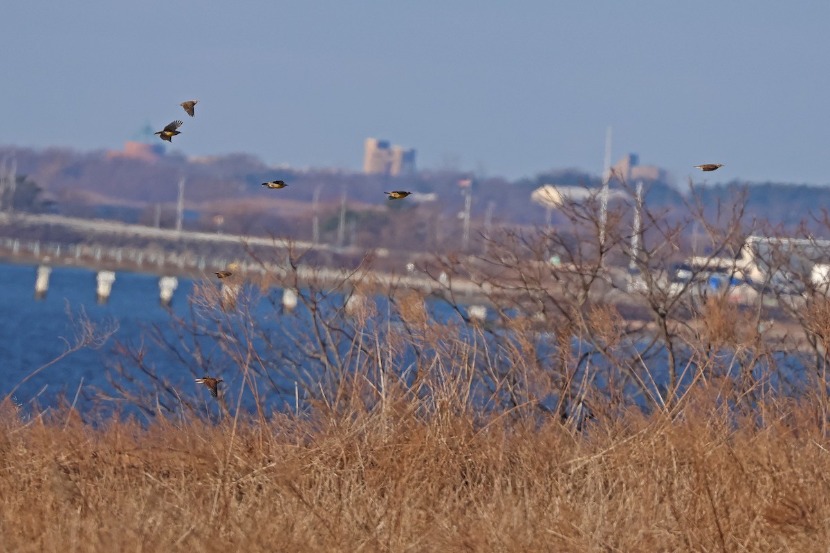 Eastern Meadowlark - ML614344303