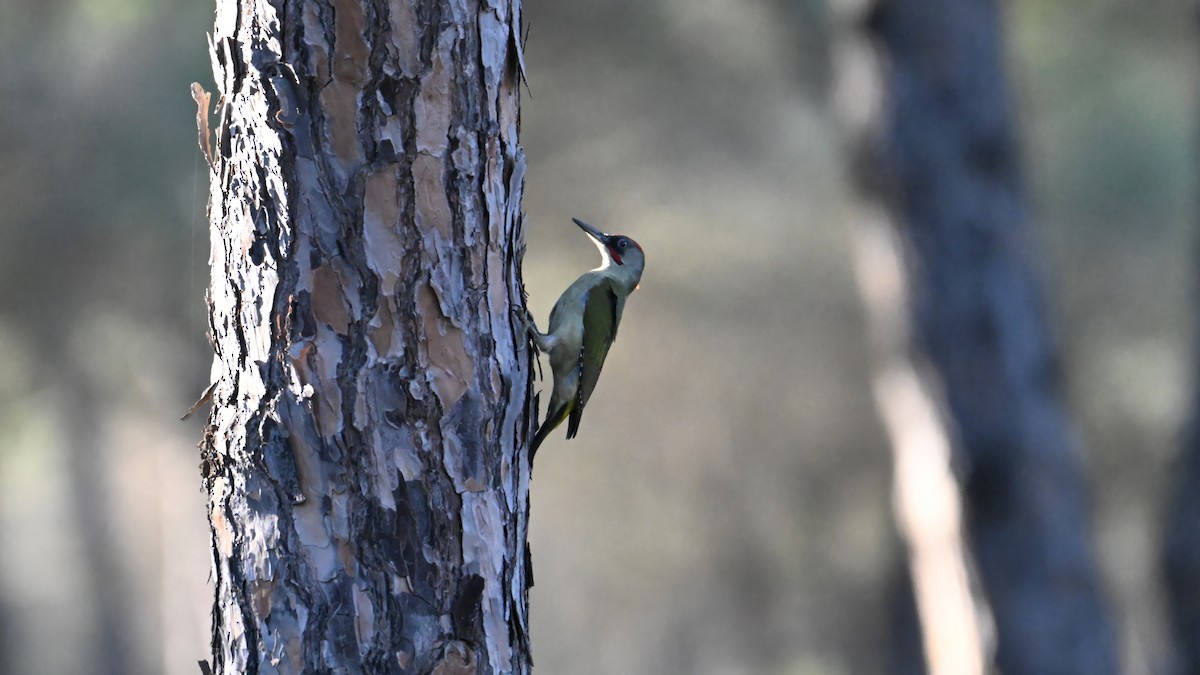 Iberian Green Woodpecker - ML614344372