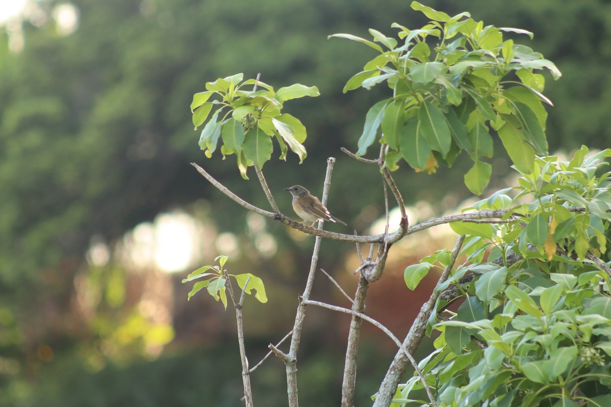 White-rumped Shama - ML614344392