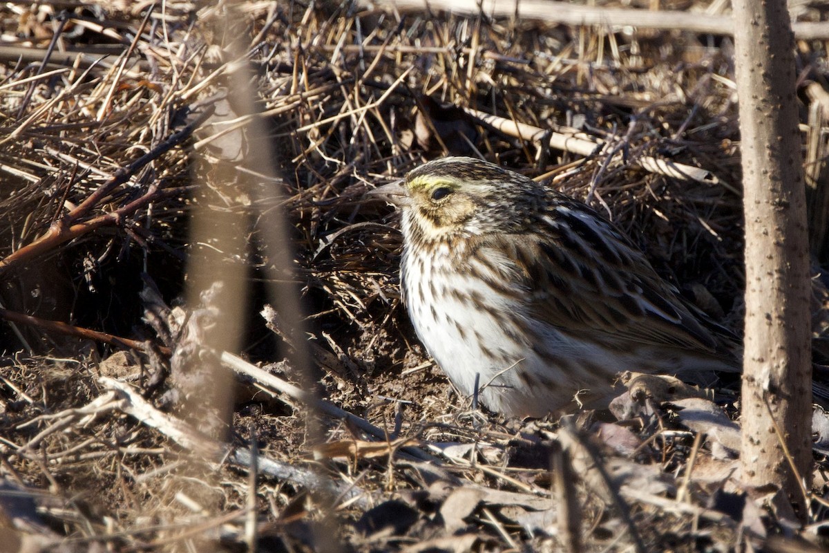 Savannah Sparrow - Steve Bielamowicz