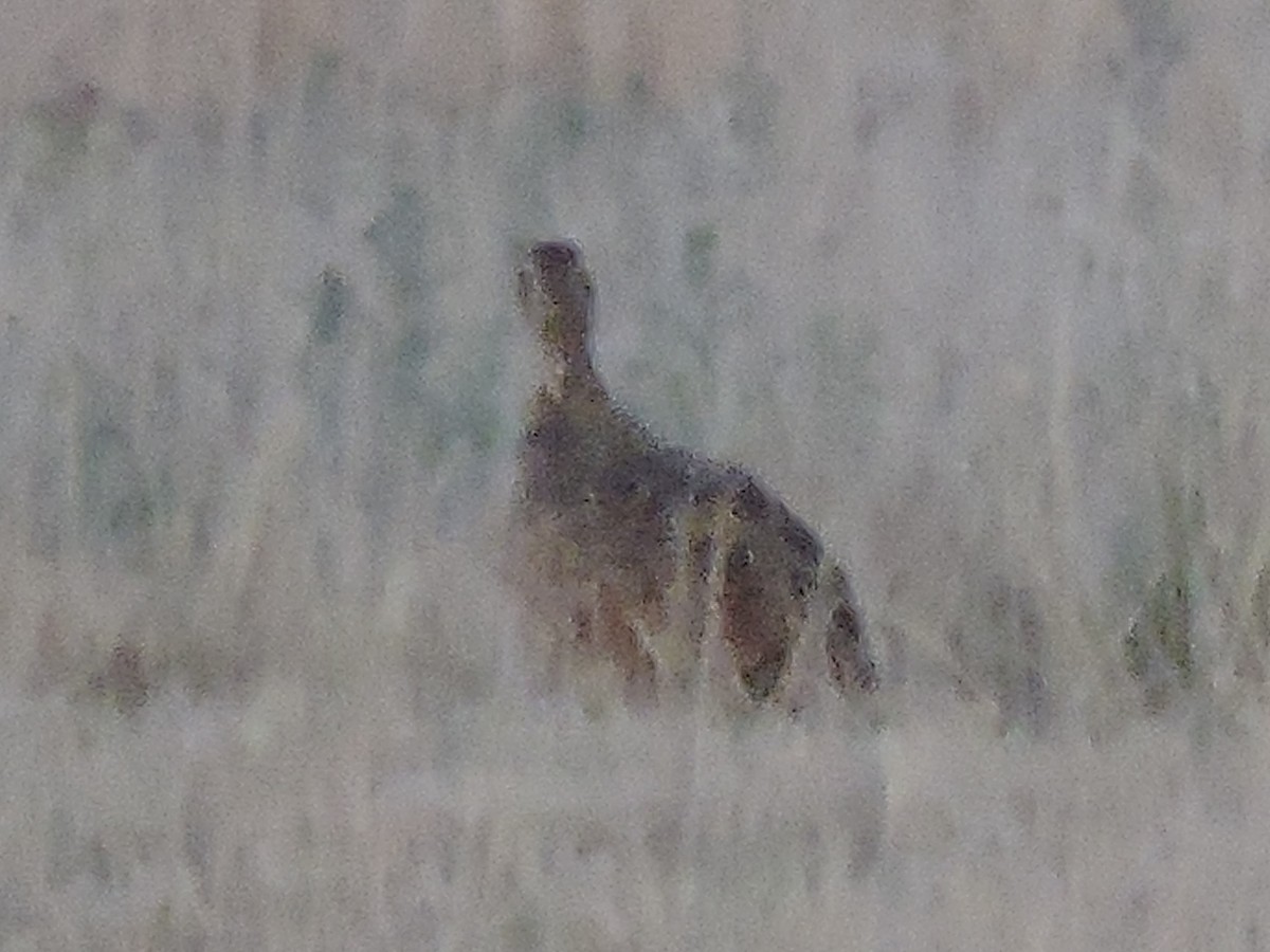 Lesser Prairie-Chicken - ML614344673