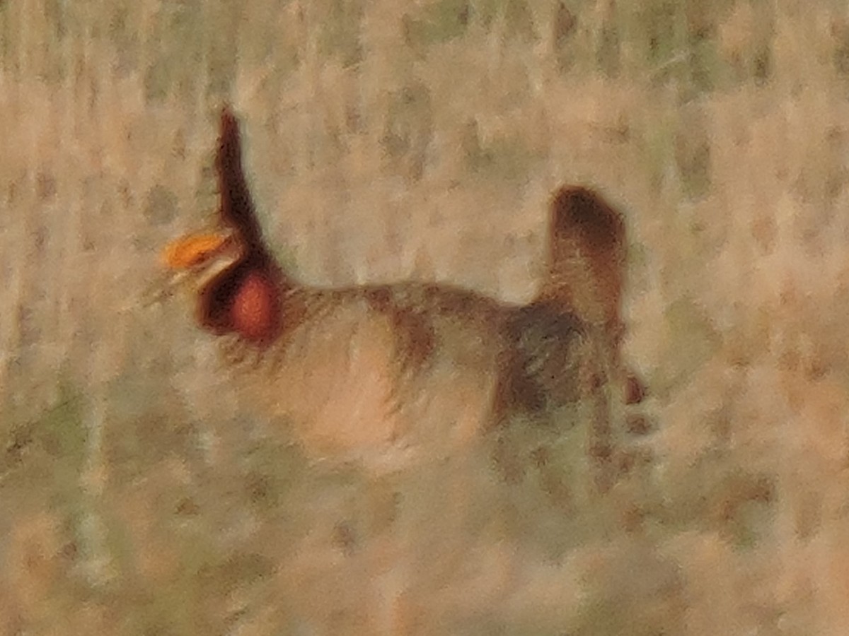 Lesser Prairie-Chicken - ML614344675