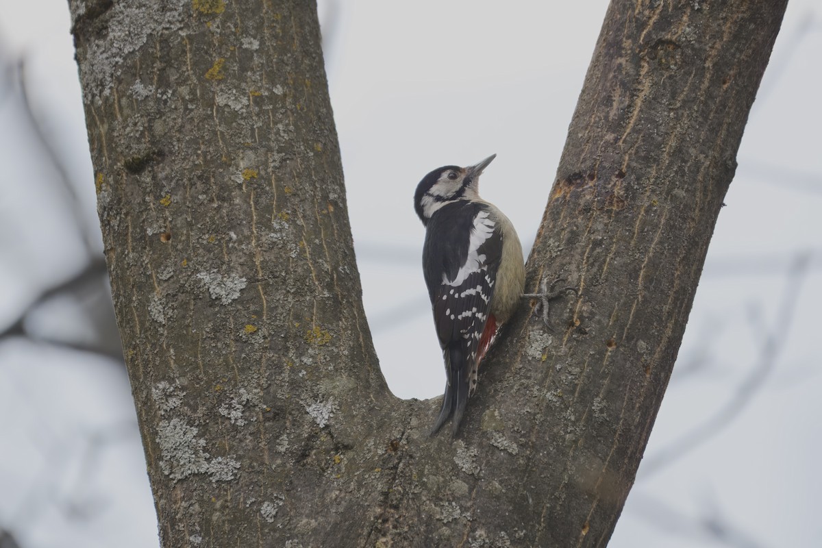 Himalayan Woodpecker - Amrish  Bidaye