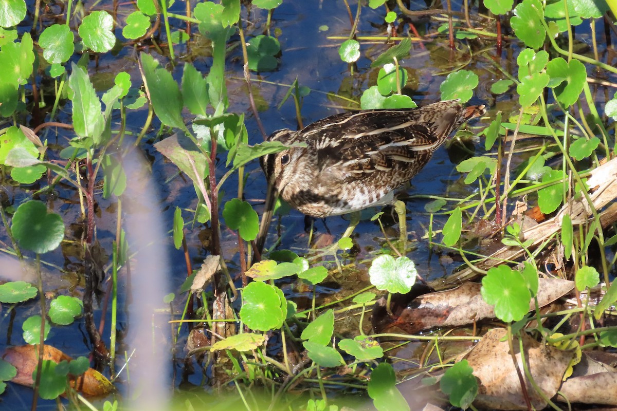 Wilson's Snipe - ML614344819