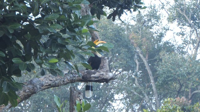 Great Hornbill - ML614344830