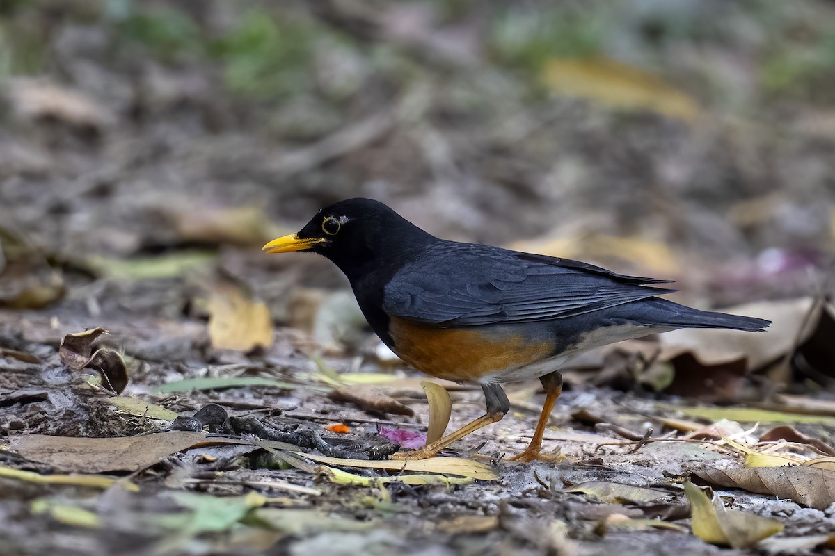 Black-breasted Thrush - ML614344862