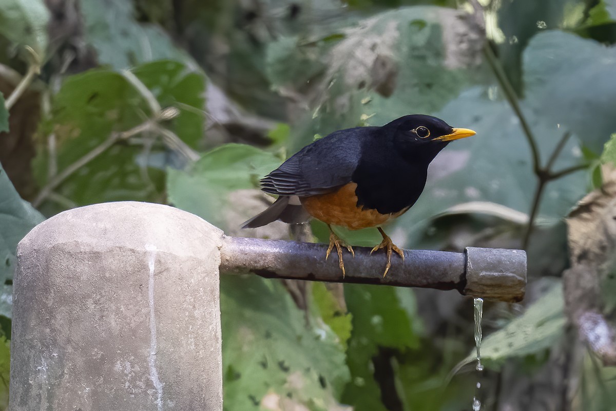 Black-breasted Thrush - ML614344863