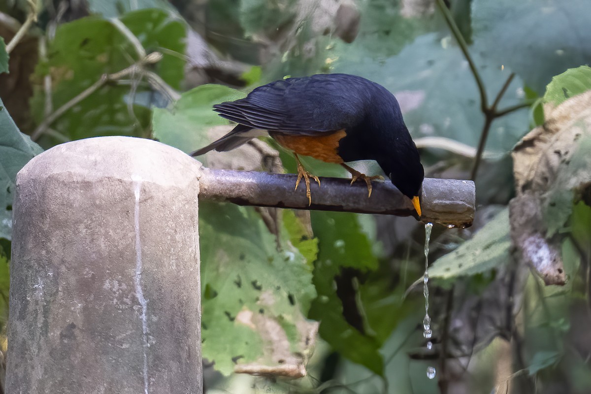 Black-breasted Thrush - ML614344864