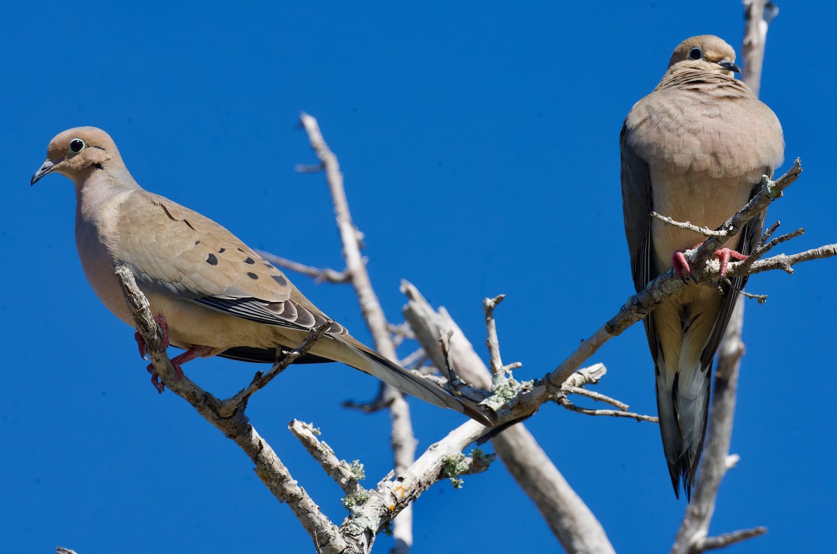 Mourning Dove - ML614344890