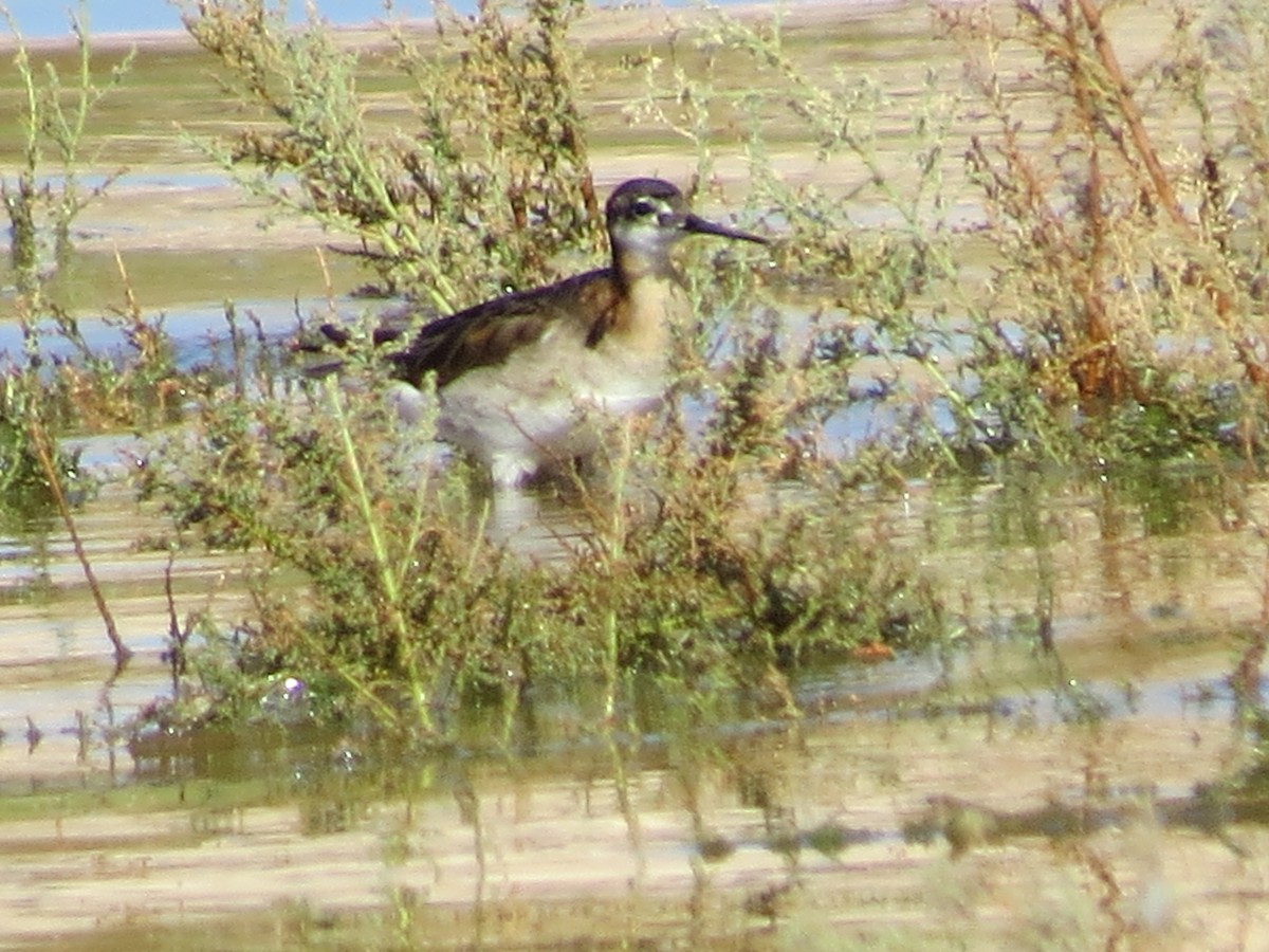 Wilson's Phalarope - ML614344901