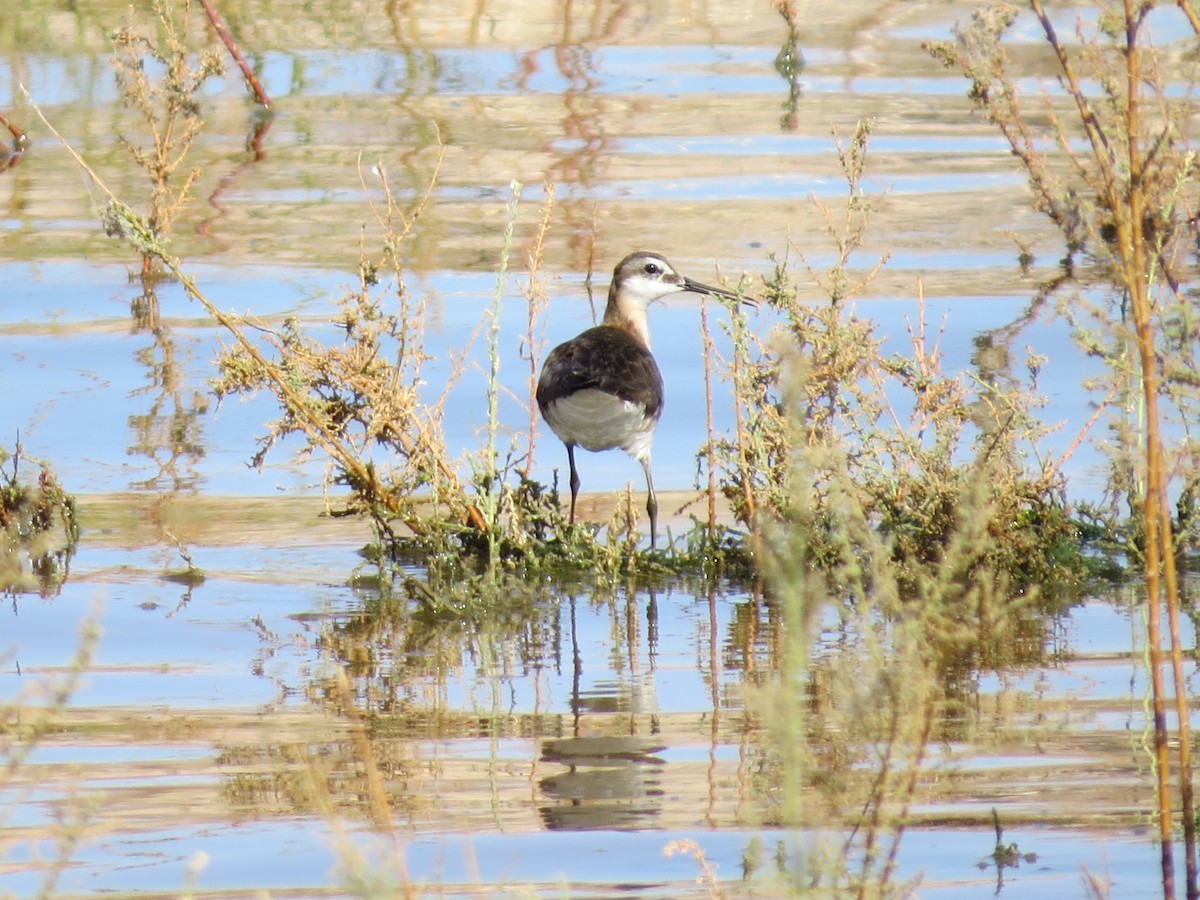 Phalarope de Wilson - ML614344903