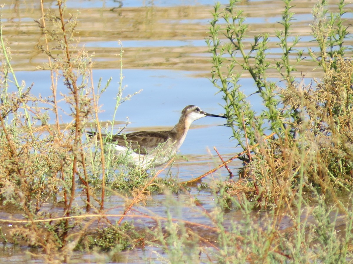 Wilson's Phalarope - ML614344926