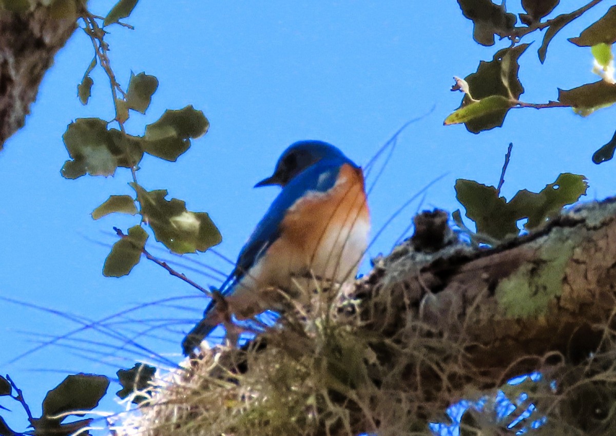 Eastern Bluebird - ML614344950