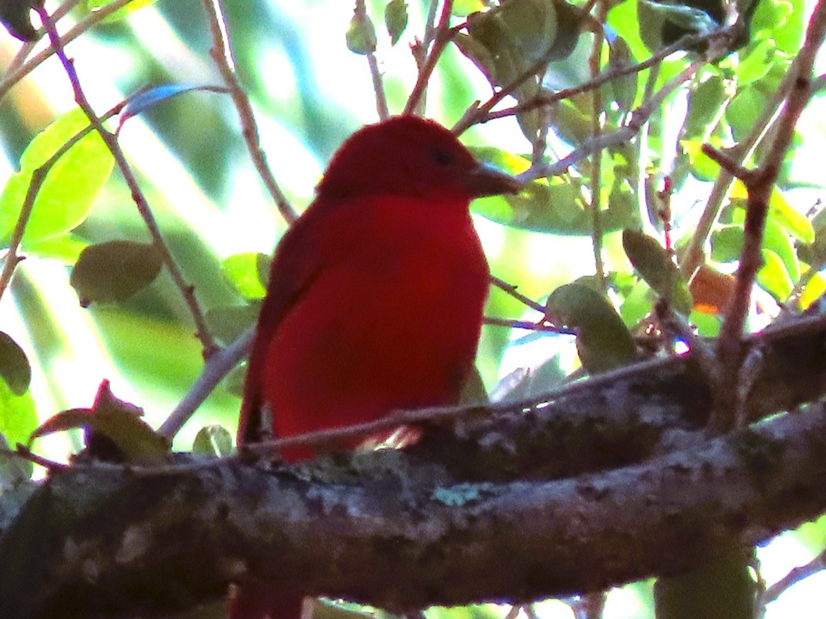 Summer Tanager - ML614344963