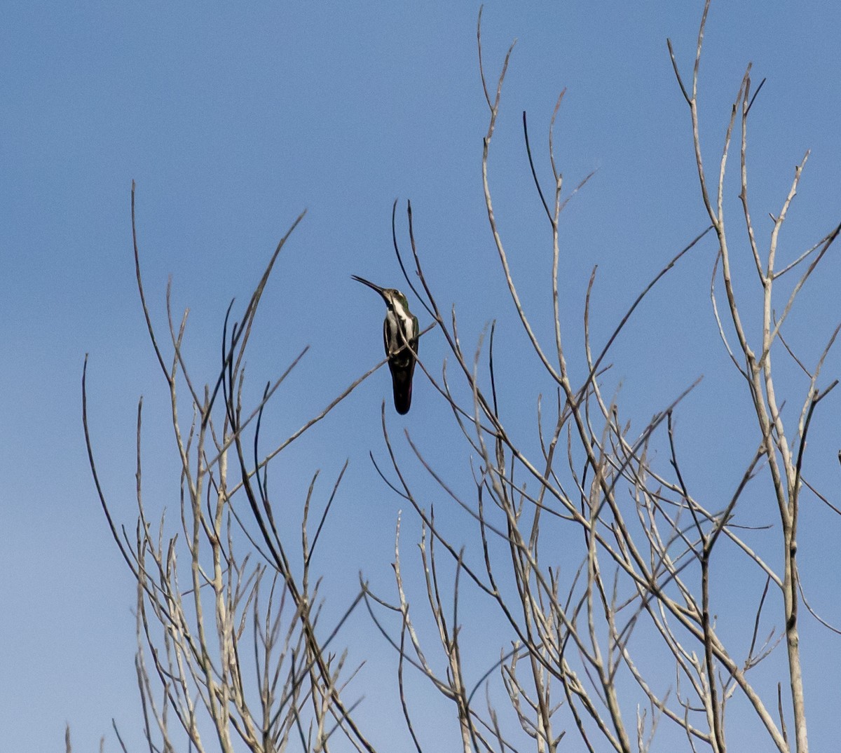 Black-throated Mango - ML614344965