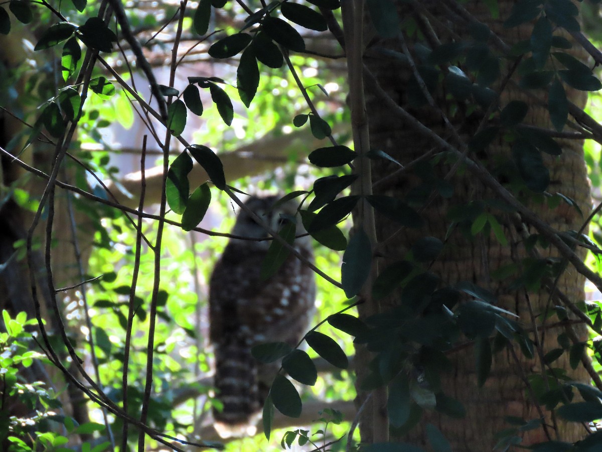 Barred Owl - ML614344989