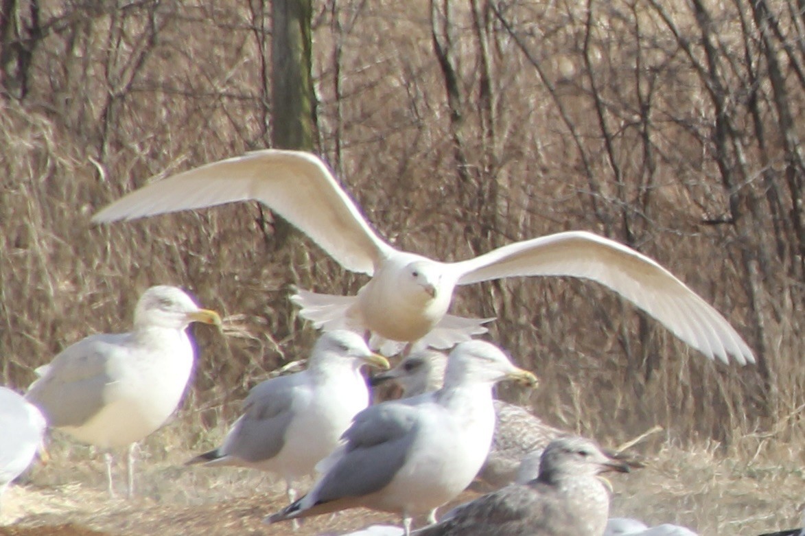 Glaucous Gull - Sarah rackowski