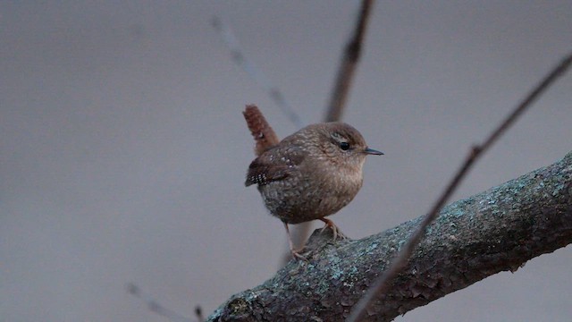 Winter Wren - ML614345046