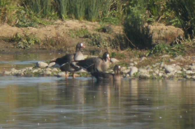 Greater White-fronted Goose - ML614345053