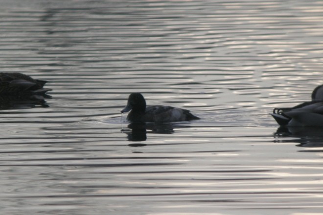 Greater Scaup - ML614345103