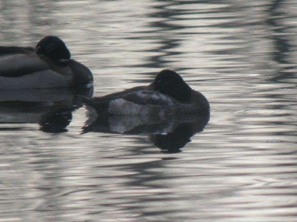 Greater Scaup - ML614345105
