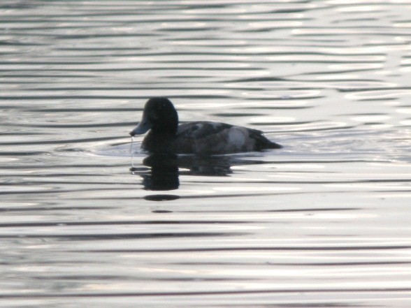 Greater Scaup - ML614345106