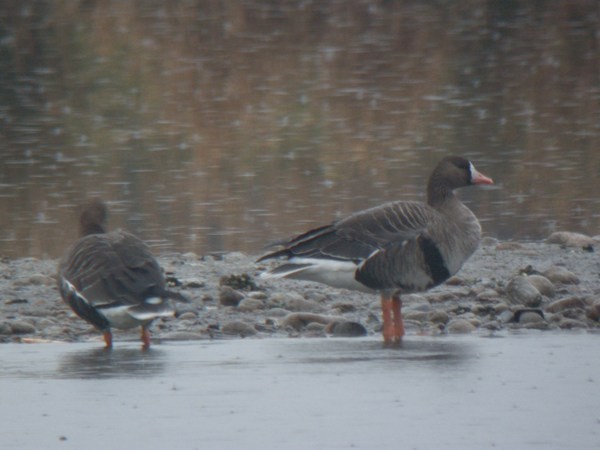 Greater White-fronted Goose - ML614345181