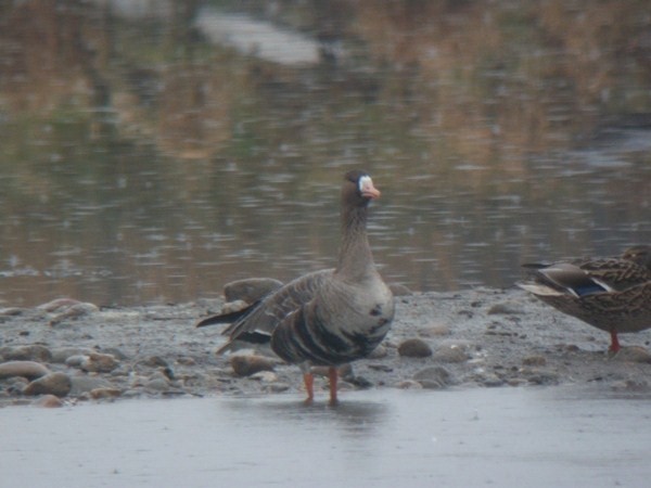 Greater White-fronted Goose - ML614345182