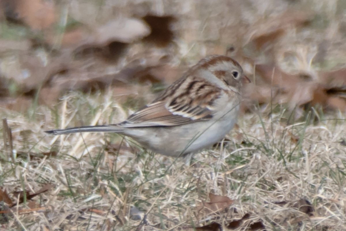 Field Sparrow - ML614345223