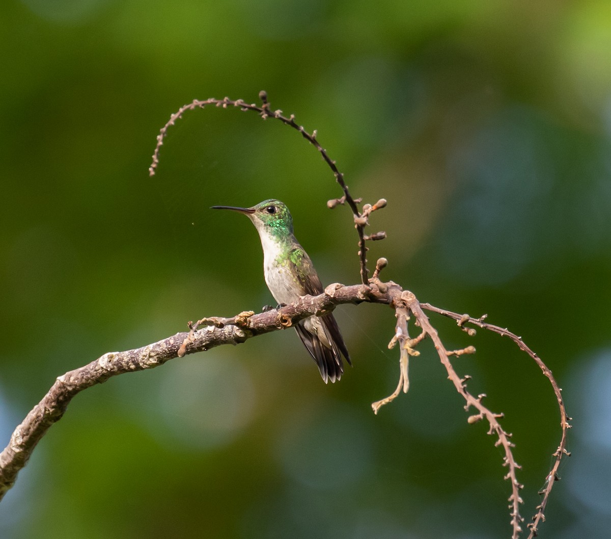 kolibřík pestrý - ML614345247