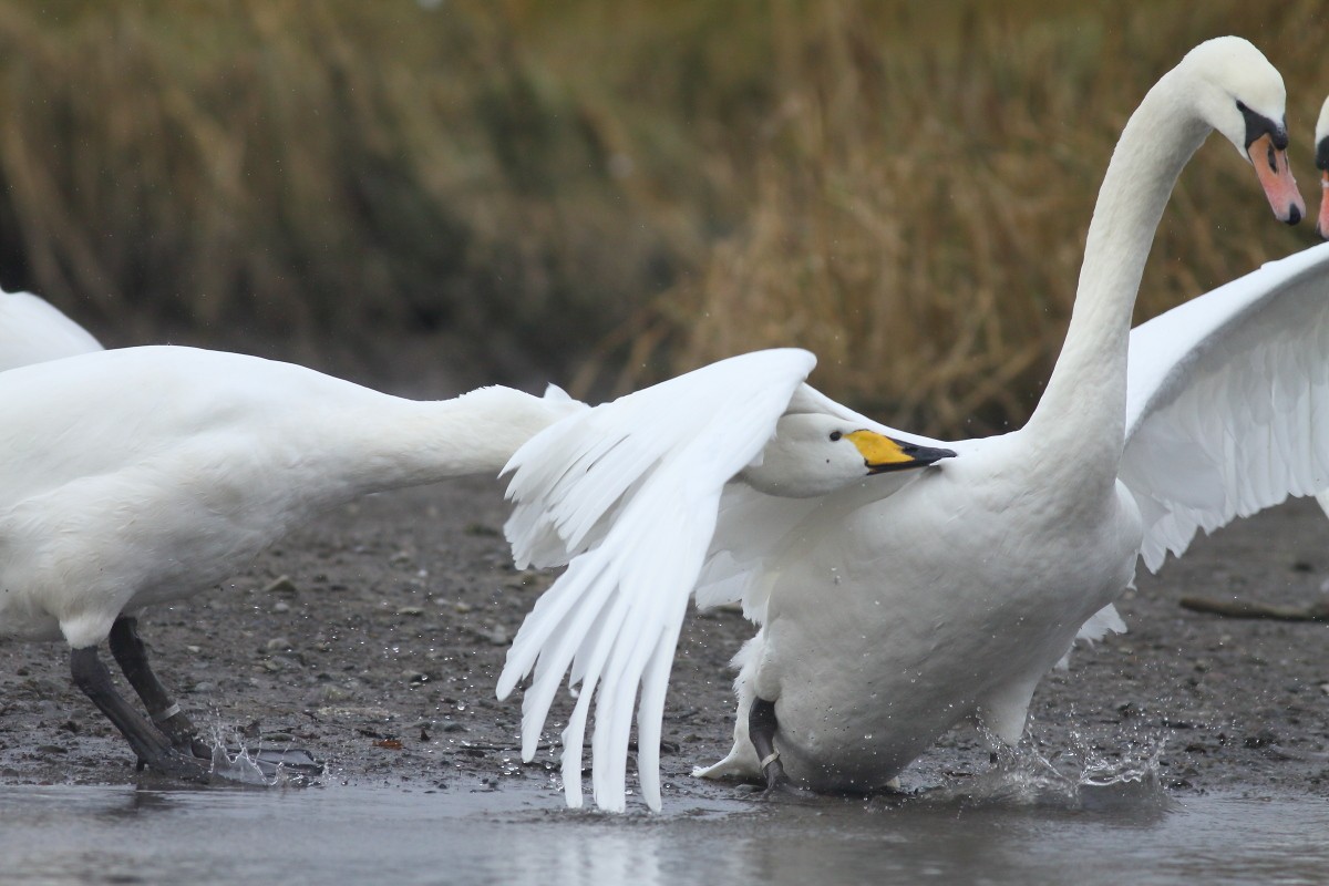 Whooper Swan - ML614345284