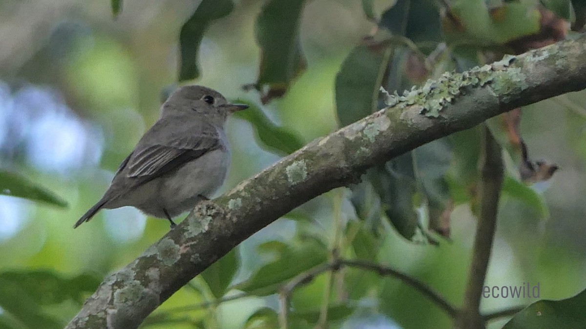 Asian Brown Flycatcher - ML614345288