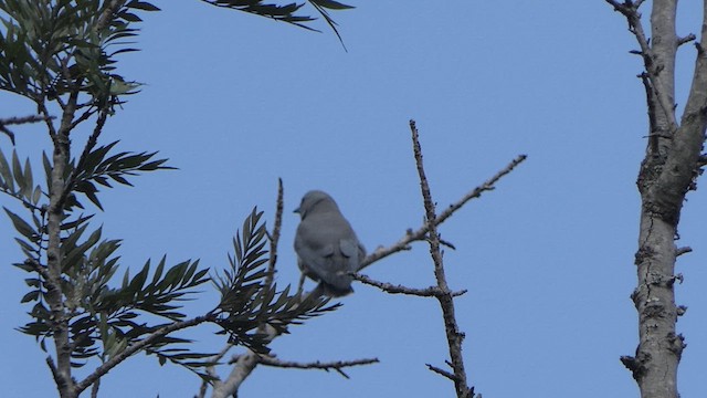 Ashy Woodswallow - ML614345335