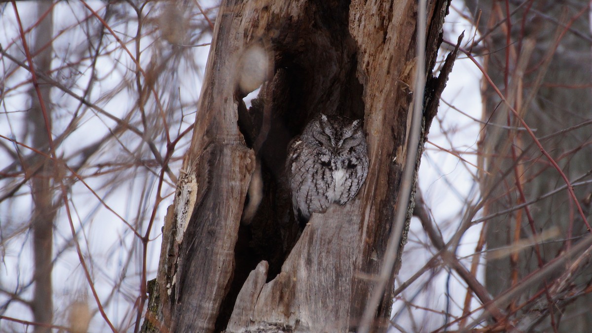 Eastern Screech-Owl - ML614345350