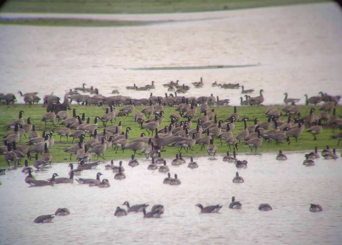 Cackling Goose (Aleutian) - ML614345381