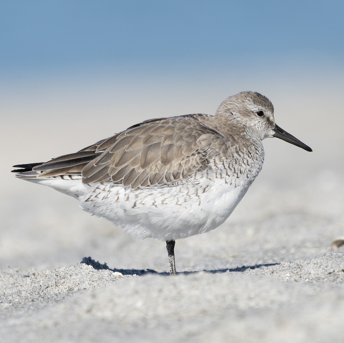 Red Knot - ML614345387