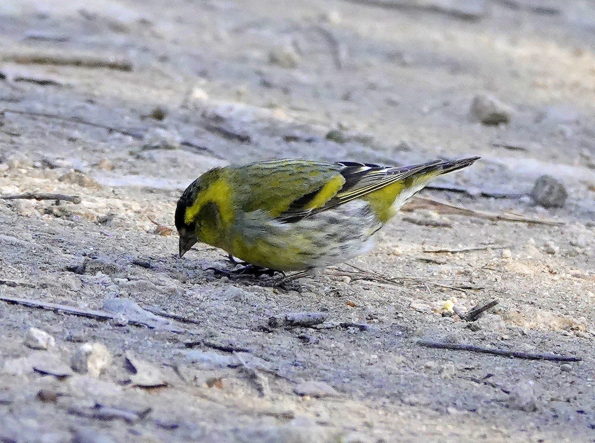 Eurasian Siskin - ML614345550