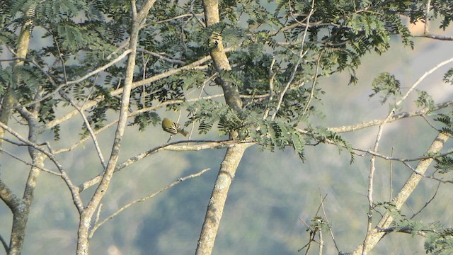 Common Iora - ML614345553