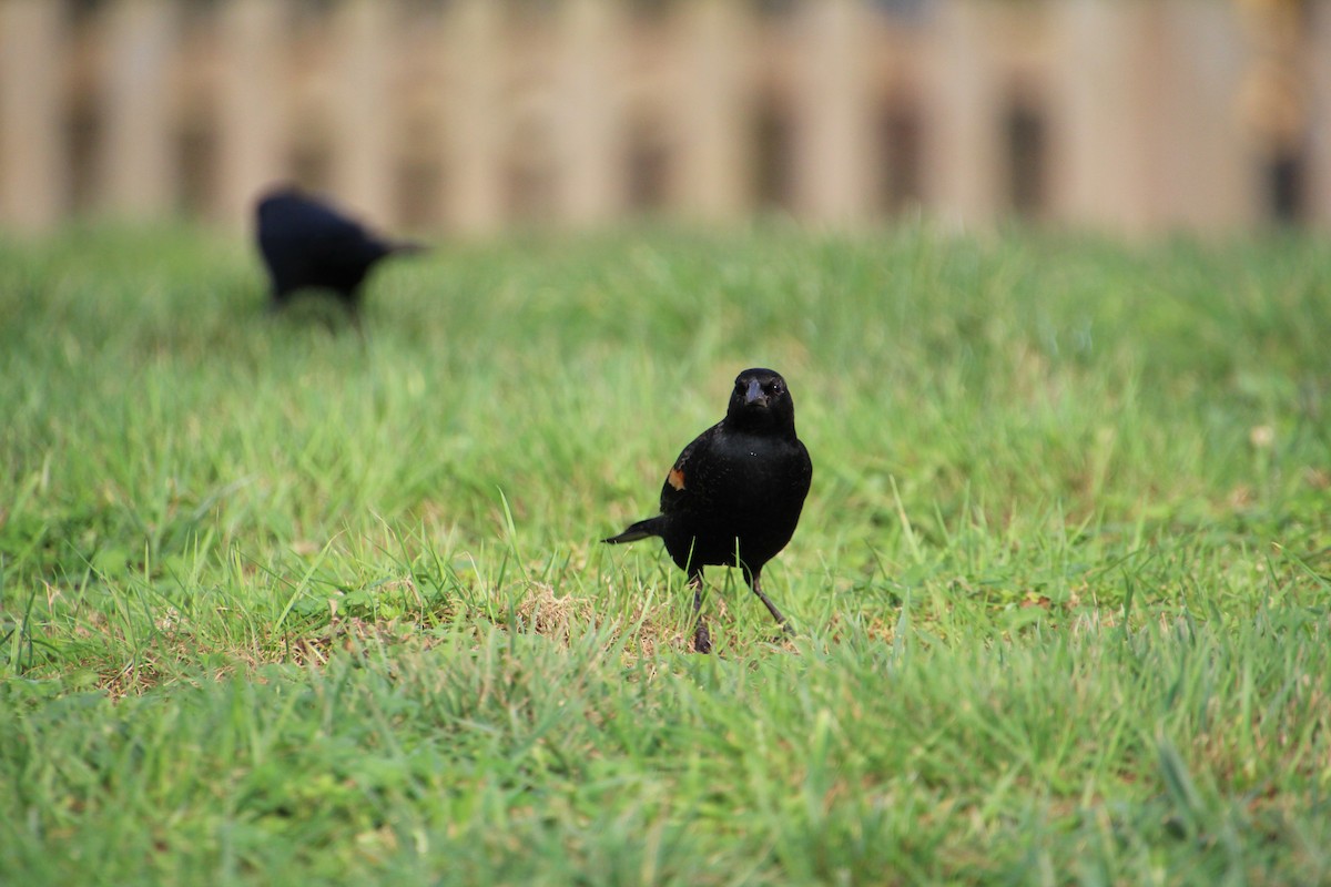 Red-winged Blackbird - ML614345559