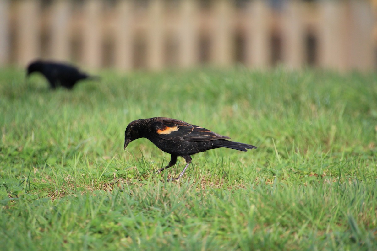 Red-winged Blackbird - ML614345560