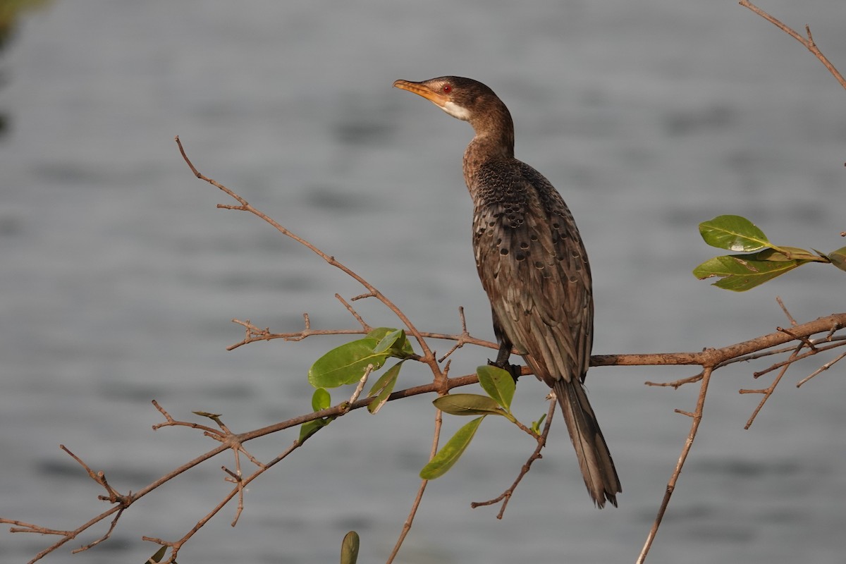 Cormoran africain - ML614345576