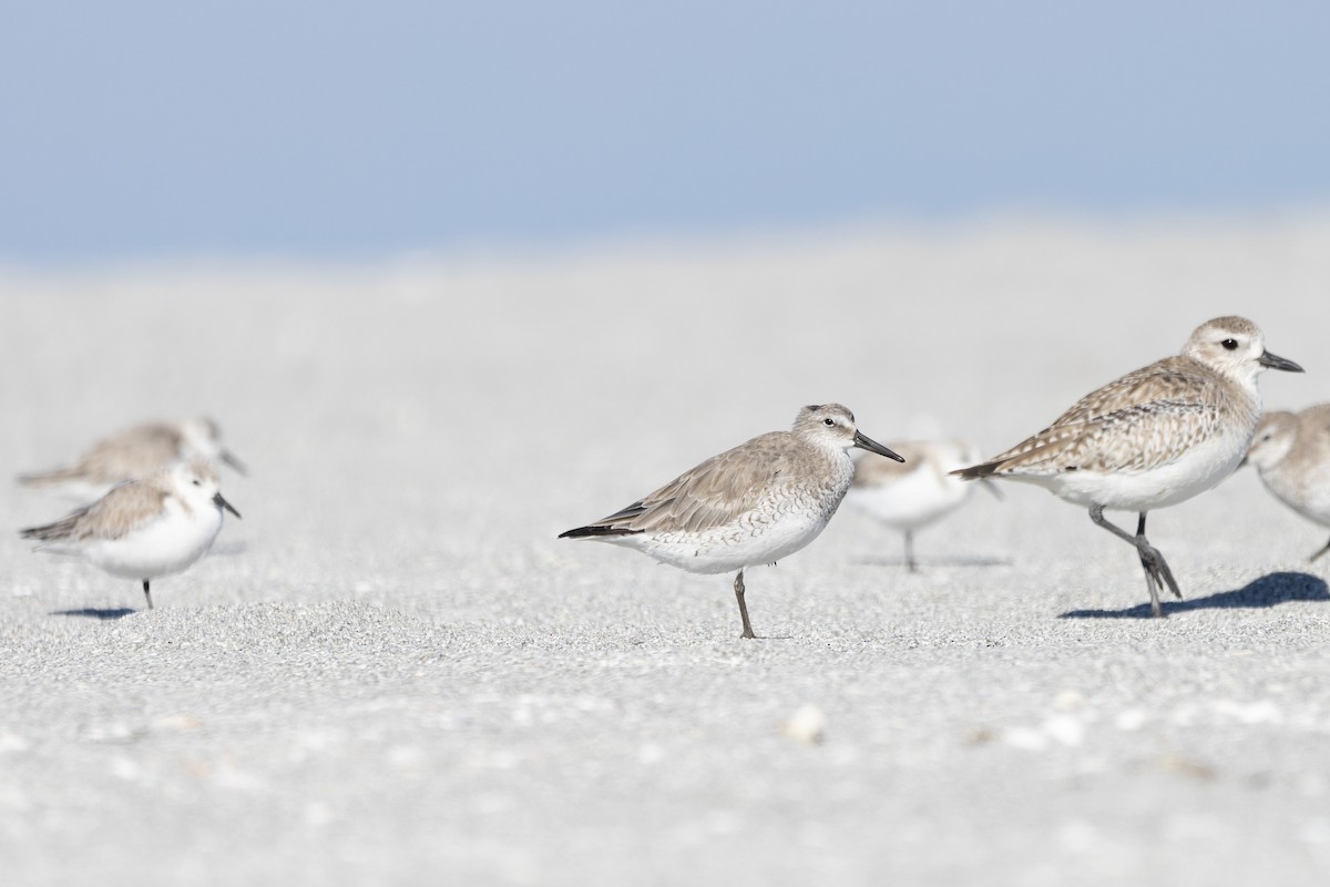 Red Knot - ML614345589