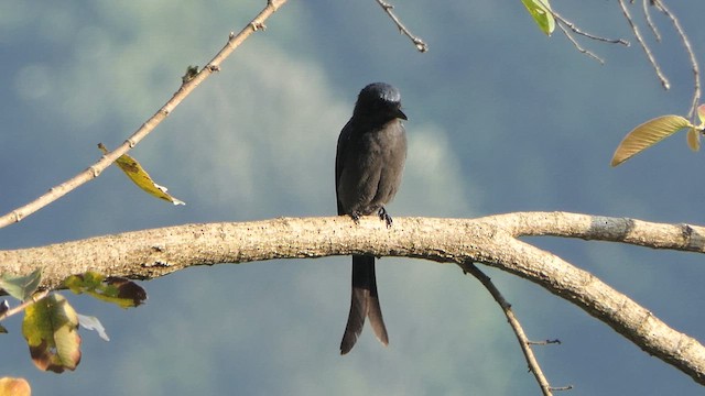 drongo kouřový - ML614345595