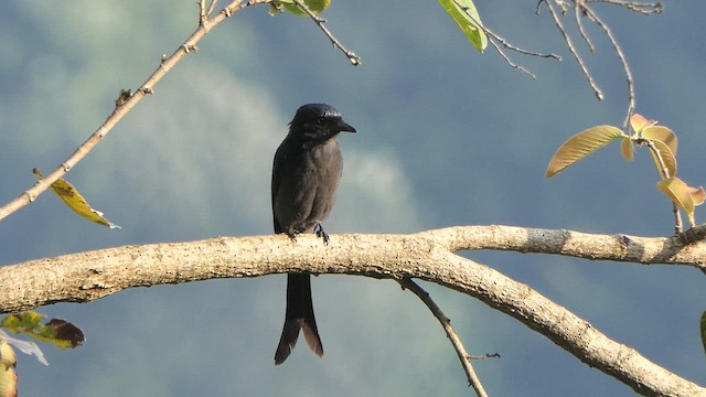 drongo kouřový - ML614345607