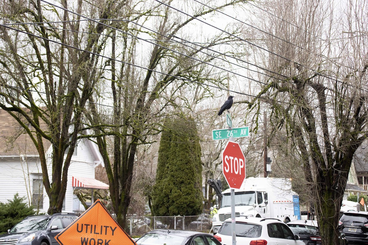 American Crow - ML614345608