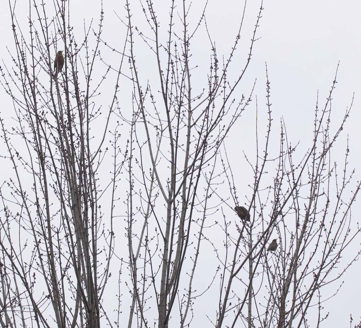 American Robin - ML614345610