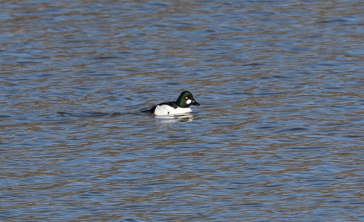 Common Goldeneye - ML614345663