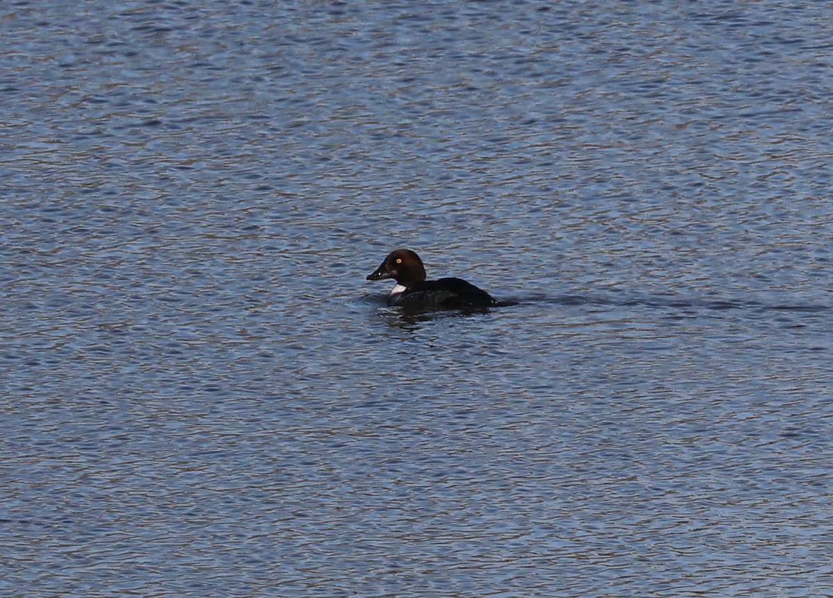 Common Goldeneye - ML614345664