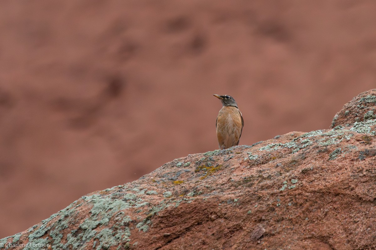 American Robin - ML614345665